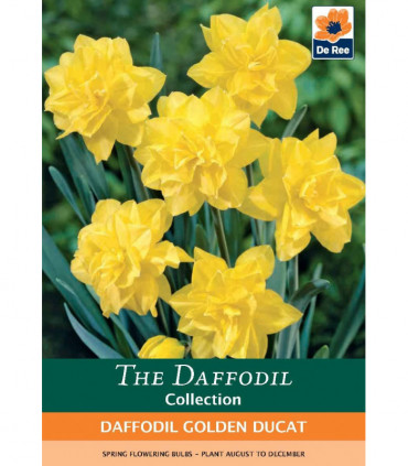 Daffodil 'Golden Ducat' (6 Bulbs)