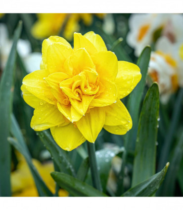 Daffodil 'Golden Ducat' (6 Bulbs)