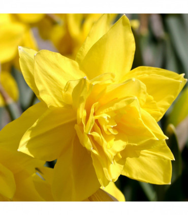 Daffodil 'Golden Ducat' (6 Bulbs)