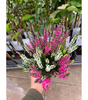 Calluna vulgaris Trio 9cm