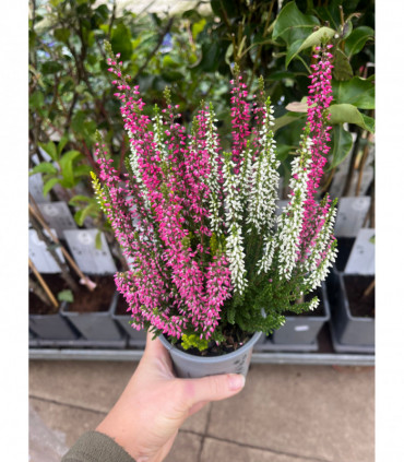 Calluna vulgaris Trio 9cm