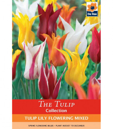 Tulip Lily Flowering Mix (6 Bulbs)