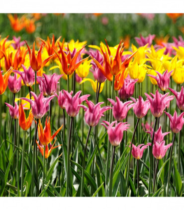 Tulip Lily Flowering Mix (6 Bulbs)