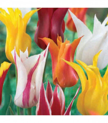 Tulip Lily Flowering Mix (6 Bulbs)