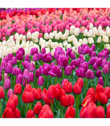 Tulip Triumph Mixed Bulbs (7 Bulbs)