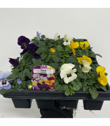 20 Pack Viola Tray