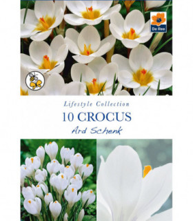 Crocus Ard Schenk (10 Bulbs)