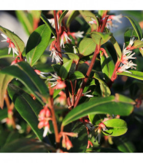 Sarcococca hookeriana 'Winter Gem' 9cm