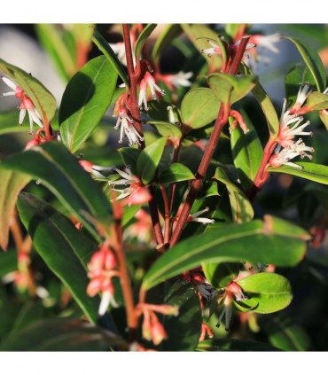 Sarcococca hookeriana 'Winter Gem' 9cm