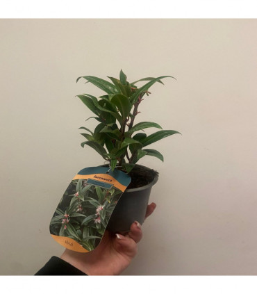 Sarcococca hookeriana 'Winter Gem' 9cm