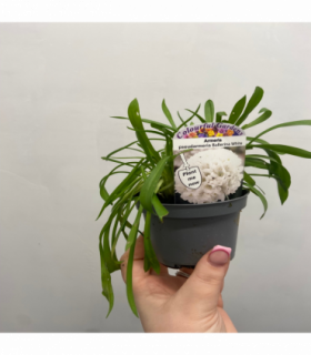Armeria pseudarmeria White 9cm / 3L