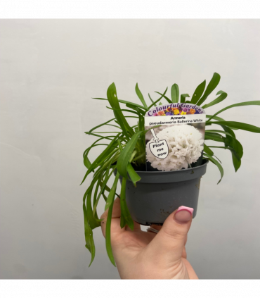 Armeria pseudarmeria White 9cm / 3L