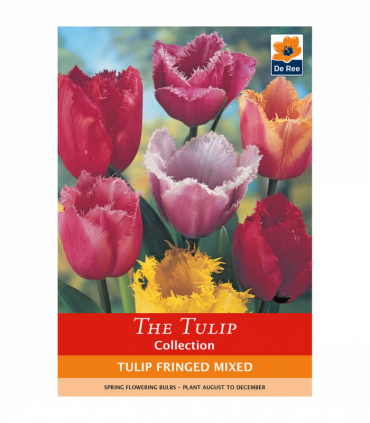 Tulip Fringed Mixture (6 Bulbs)
