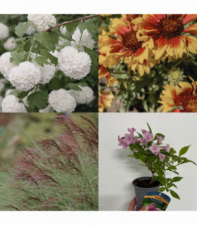 Ready, Set, Grow! (3 x 9cm Plants)