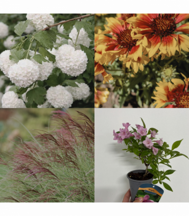 Ready, Set, Grow! (3 x 9cm Plants)