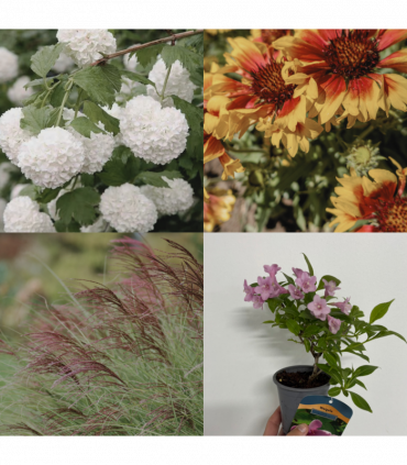 Ready, Set, Grow! (3 x 9cm Plants)