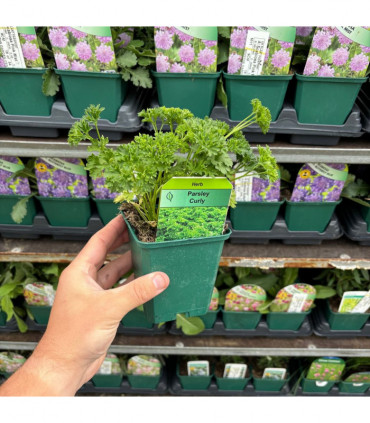 Curly Parsley (Herb) 9cm