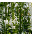 Physostegia Virginia 'Crown of Snow' 9cm