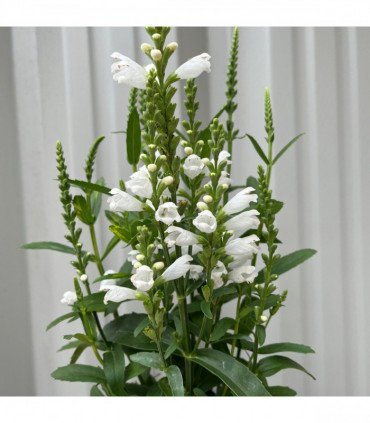 Physostegia Virginia 'Crown of Snow' 9cm