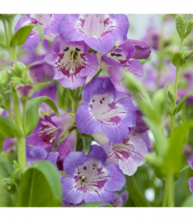 Penstemon 'Sour Grapes' 9cm