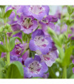 Penstemon 'Sour Grapes' 9cm