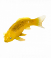 Koi Carp Kin Matsuba  Realistic Fish Figurine