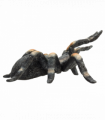 Red-Kneed Tarantula Toy  Realistic Spider Figurine