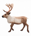 Reindeer Toy  Realistic Arctic Wildlife Figurine