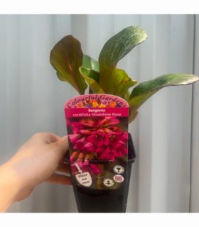 Bergenia cordifolia 'Shoeshine Rose' (Elephant's Ears) 9cm Pot