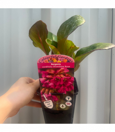 Bergenia cordifolia 'Shoeshine Rose' (Elephant's Ears) 9cm Pot
