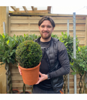 Yew Ball - Taxus Baccata Ball 6L / 7L / 10L / 22L