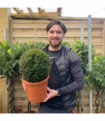 Yew Ball - Taxus Baccata Ball 6L / 7L / 10L / 22L