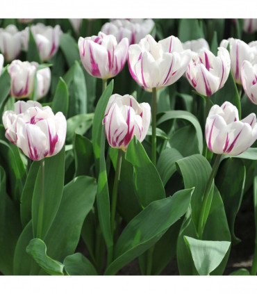 Tulip 'Flaming Flag' (6 Bulbs)