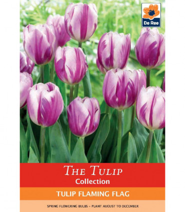 Tulip 'Flaming Flag' (6 Bulbs)