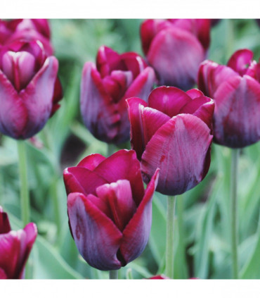 Tulip 'Ronaldo' (5 Bulbs)