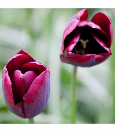 Tulip 'Ronaldo' (5 Bulbs)