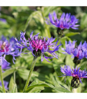 Centaurea montana 9cm/2L