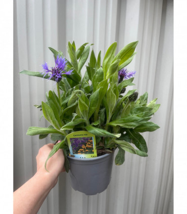 Centaurea montana 9cm/2L
