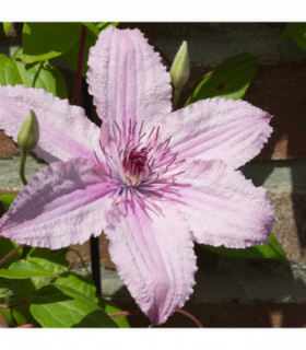 Clematis 'Hagley Hybrid' 60cm