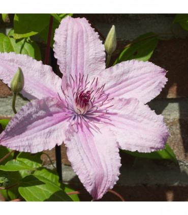 Clematis 'Hagley Hybrid' 60cm