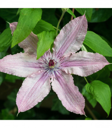 Clematis 'Hagley Hybrid' 60cm