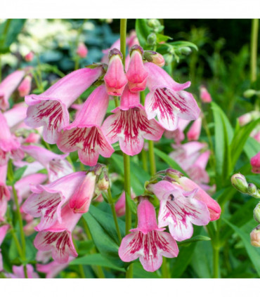 Pretty in Pinks (3 x 9cm Pots)
