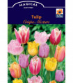 Tulip Crispa Mixture (7 Bulbs)