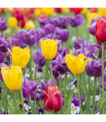 Tulip Crispa Mixture (7 Bulbs)