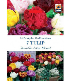 Tulip Double Late Mixed (7 Bulbs)