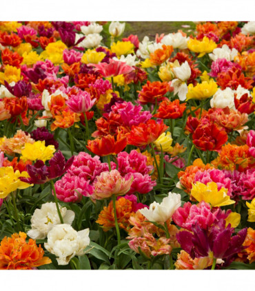 Tulip Double Late Mixed (7 Bulbs)