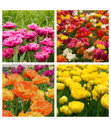 Tulip Double Late Mixed (7 Bulbs)