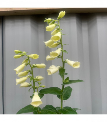 Digitalis grandiflora 'Carillon' Dwarf Foxglove 9cm