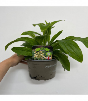 Digitalis grandiflora 'Carillon' Dwarf Foxglove 9cm