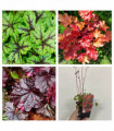 Mix of 3 x Heuchera 9cm